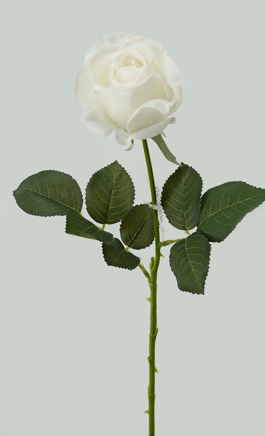 Rose Valentine RT White 65cmL