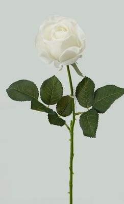 Rose Valentine RT White 65cmL