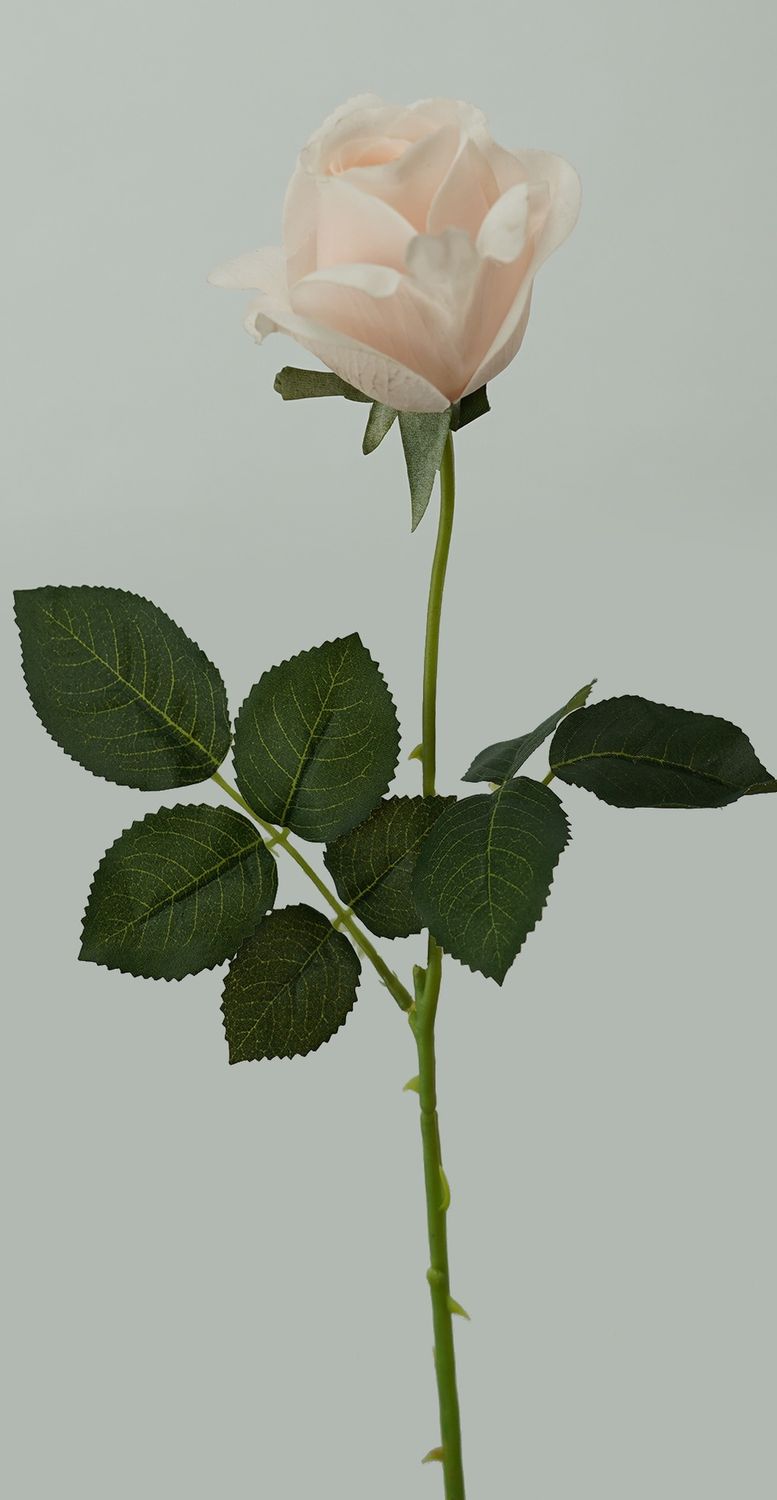 Rose Valentine RT Light Pink 65cmL