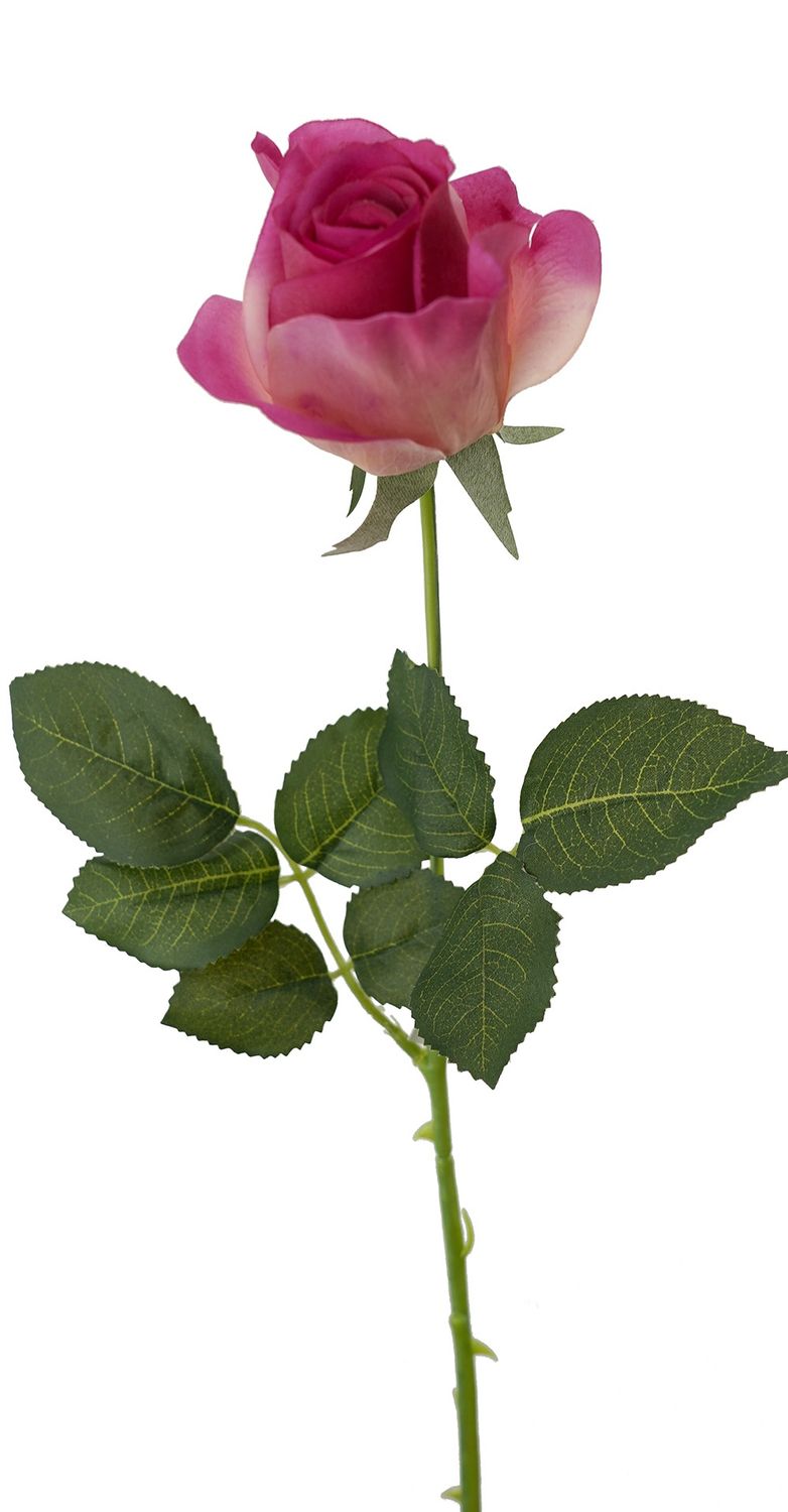 Rose Valentine RT Hot Pink 65cmL