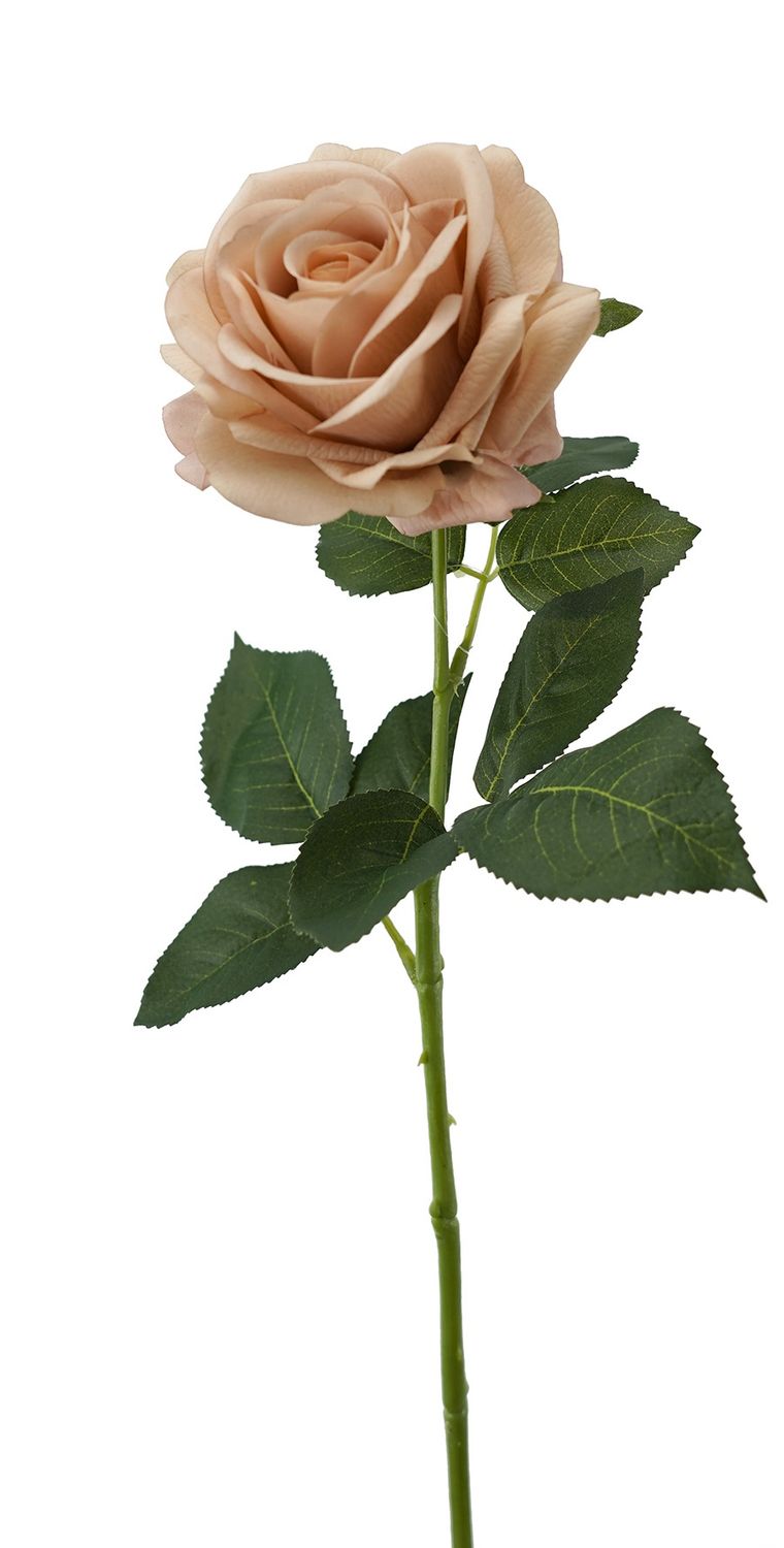Rose Prima RT Latte 65cmL