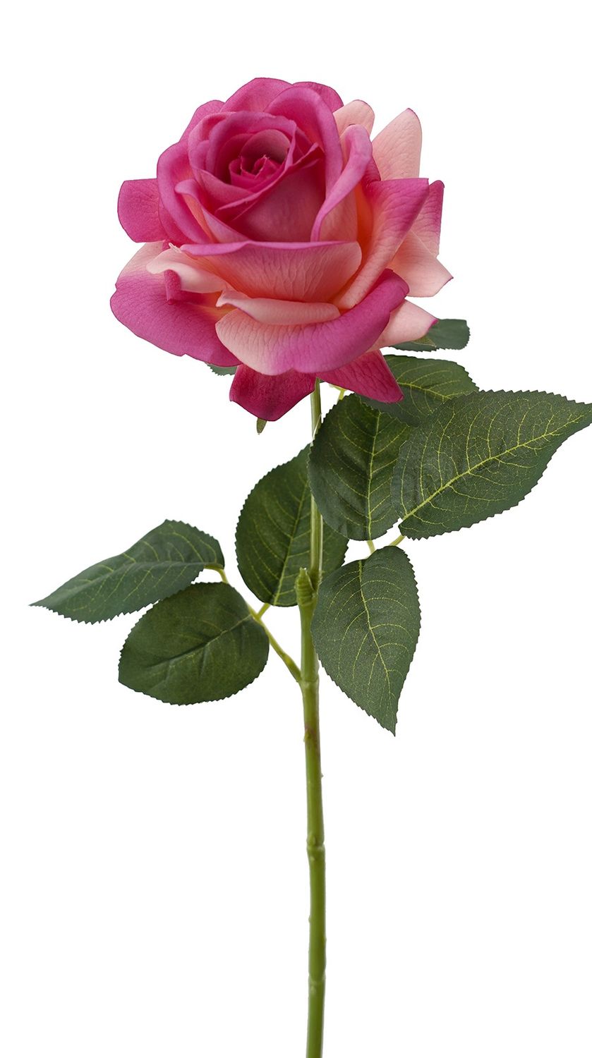 Rose Prima RT Hot Pink 65cmL