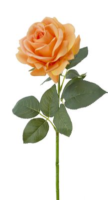 Rose Prima RT Orange 65cmL