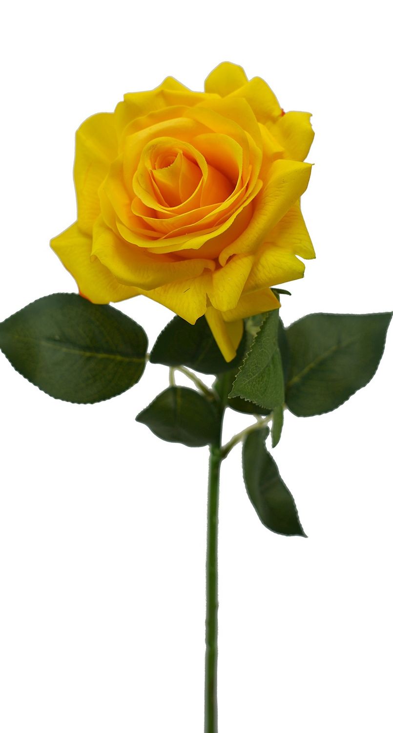 Rose Full RT Stem Yellow 72cmL