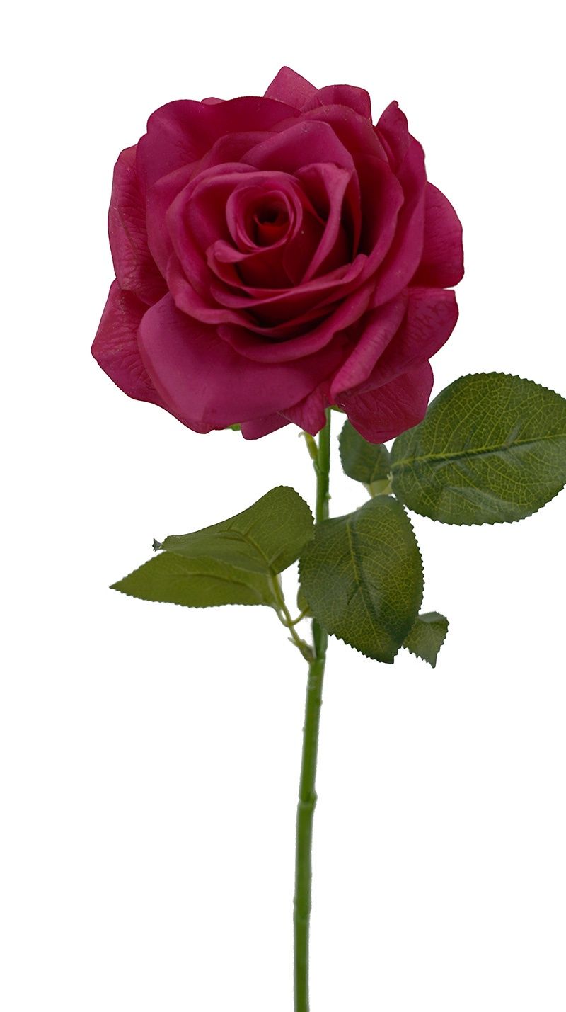 Rose Full RT Stem Hot Pink 72cmL