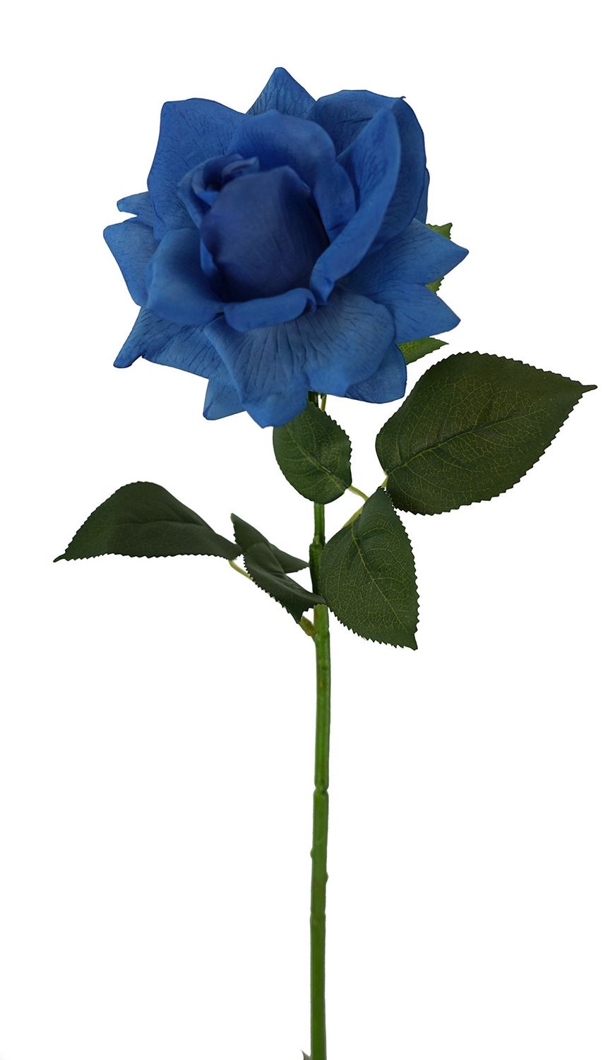 Rose Ecuador RT Blue 73cmL