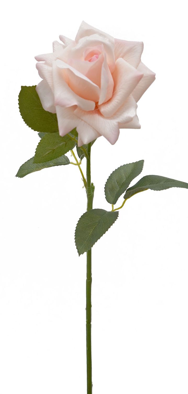 Rose Ecuador Real Touch 73cmL