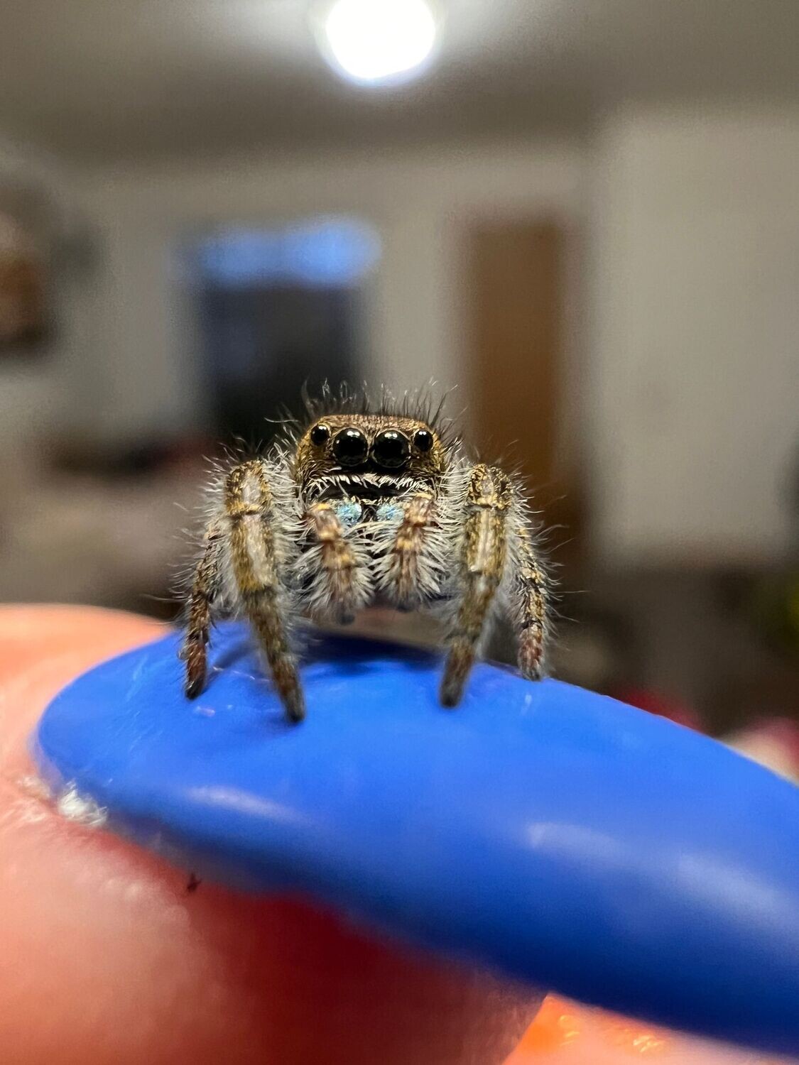Unsexed Phidippus Ardens