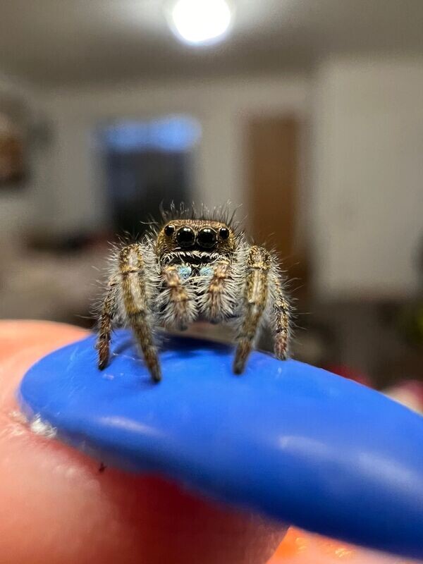 Unsexed Phidippus Ardens