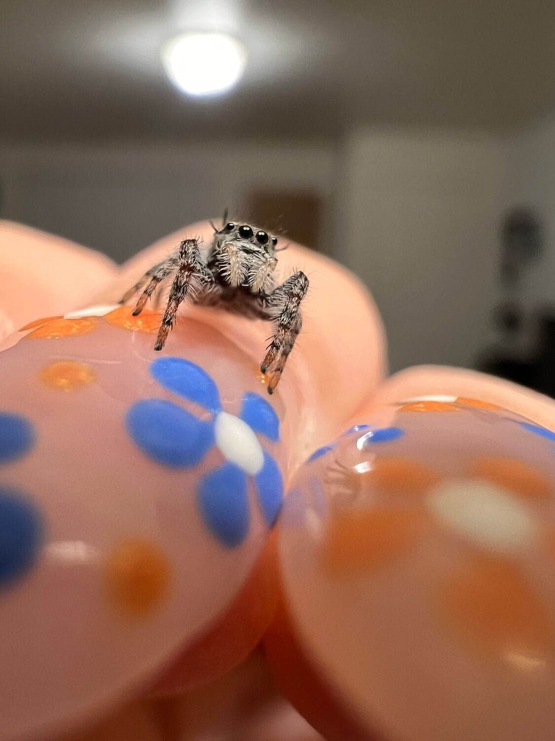 Unsexed Phidippus Carolinensis