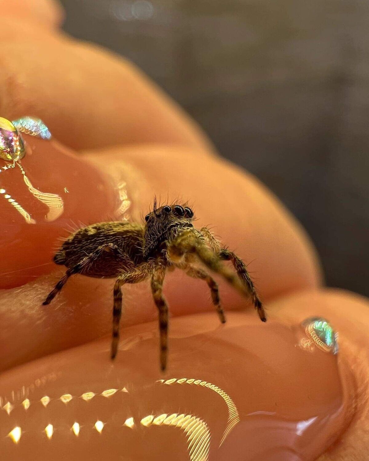 Unsexed phidippus Otiosus