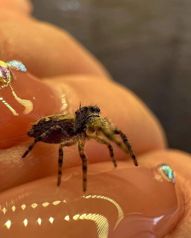 Unsexed phidippus Otiosus