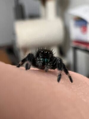 Male Regal Jumping Spider