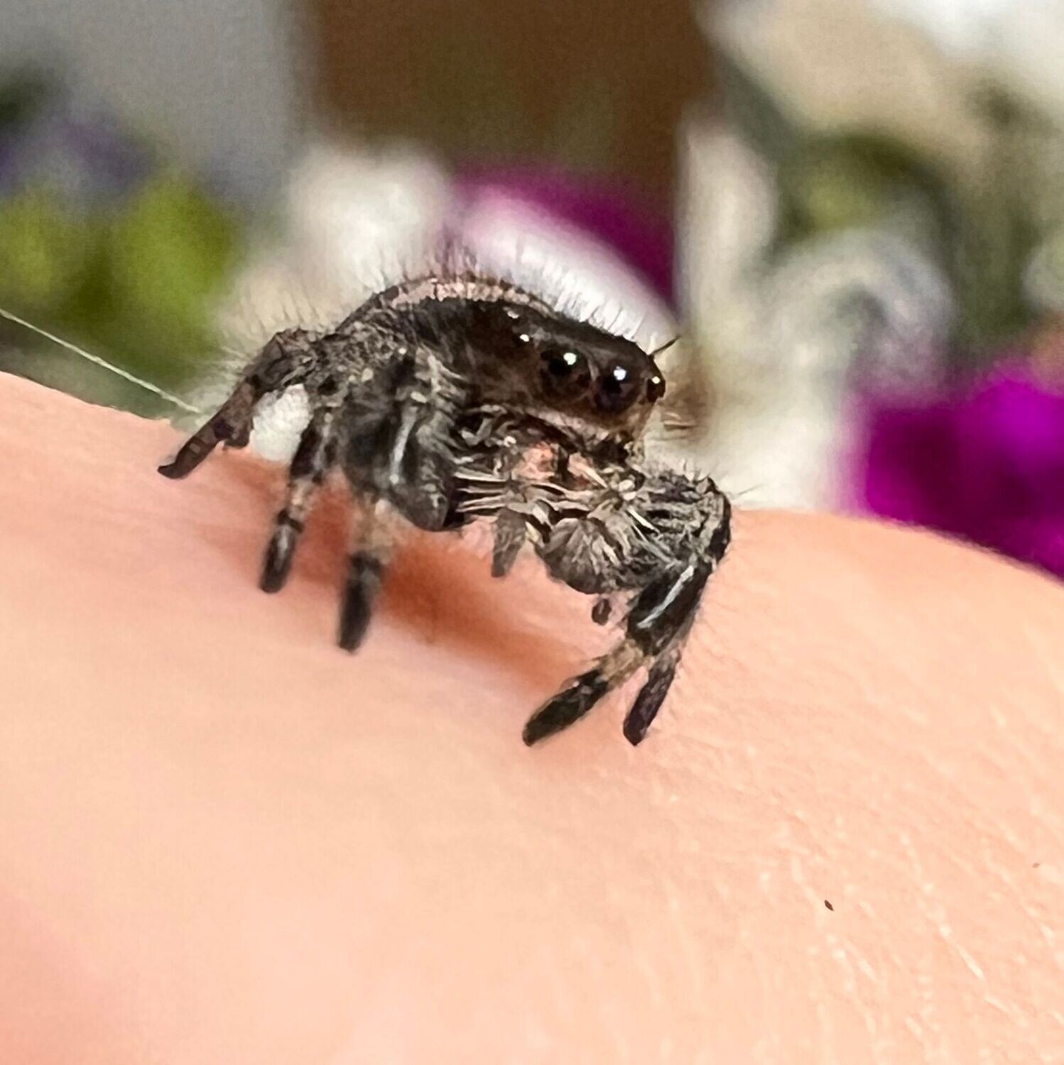 Female Regal Jumping Spider