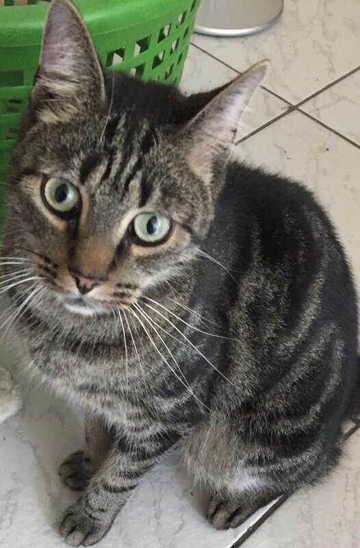 Monatsration Katzenfutter