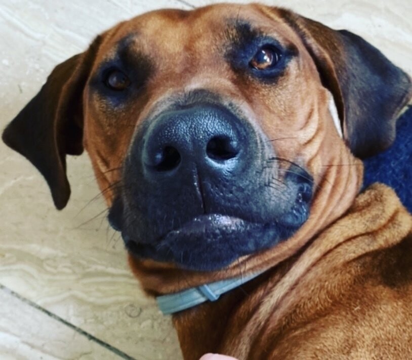 Monatsration Hundefutter