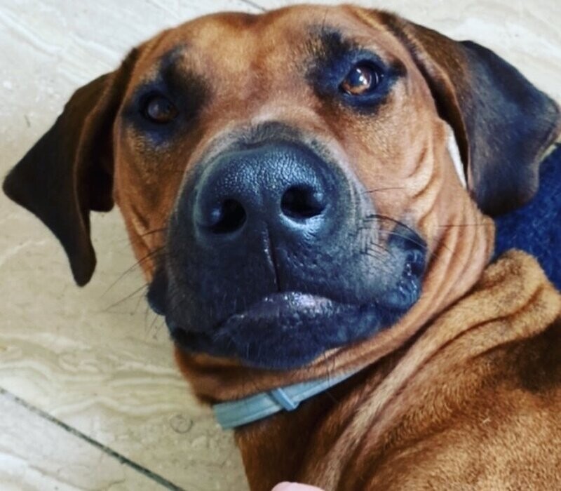 Monatsration Hundefutter