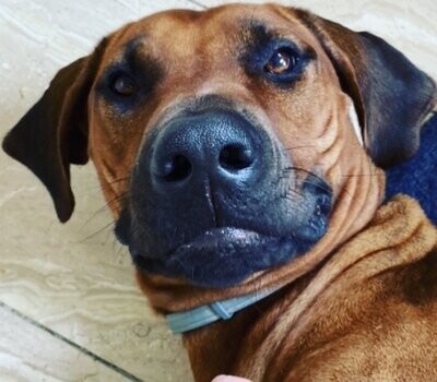 Monatsration Hundefutter