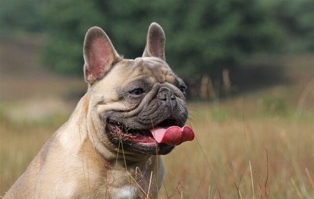 Jahresration Hundefutter