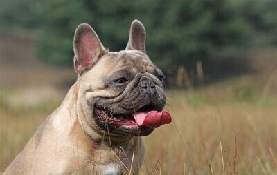 Jahresration Hundefutter