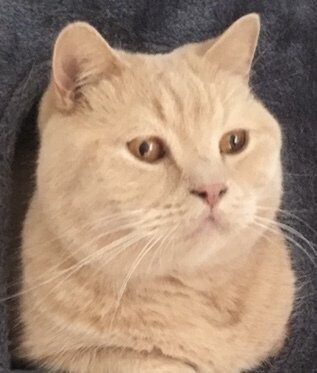 Jahresration Katzenfutter