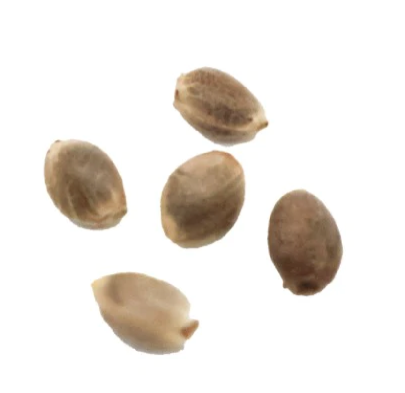HOMEGROW WITH FREEDOM-Northern Lights Auto Seeds 5/Pack