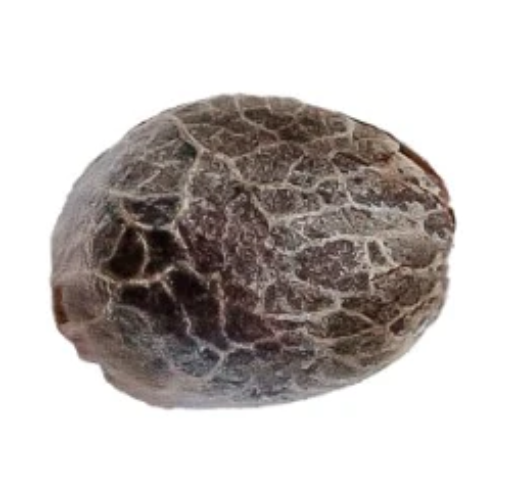 34 STREET SEED CO-Super Lemon Haze Fem Seeds 5/Pack