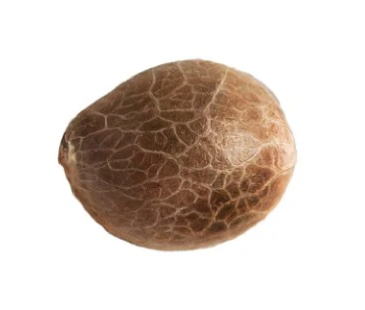34 STREET SEED CO-Jack Herer Fem Seeds 5/Pack