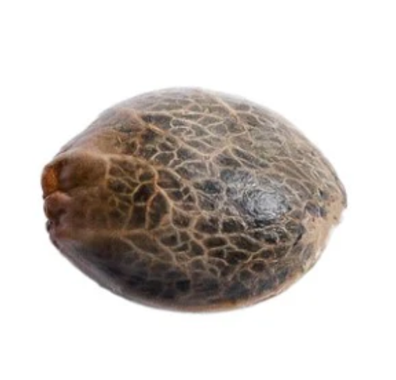 34 STREET SEED CO-Granddaddy Purps Fem Seeds 5/Pack