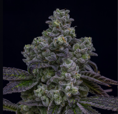 7g KOOTENAY CULTIVAR x WOODY NELSON-Fugu LTO