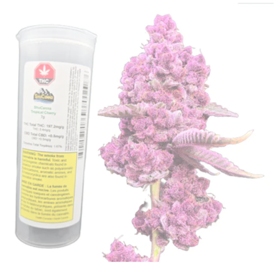 7g SHUCANNA-Tropical Cherry