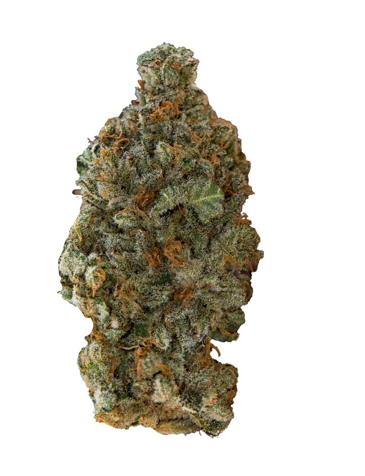 7g VERSUS-GSC (Girl Scout Cookies)