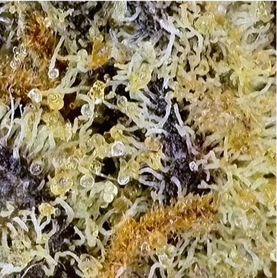 28g BC OZ-Pina Colada