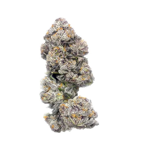 28g CASTLE ROCK-Gastropop