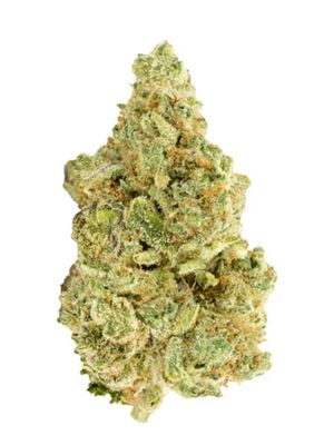 7g VERSUS-White WIdow