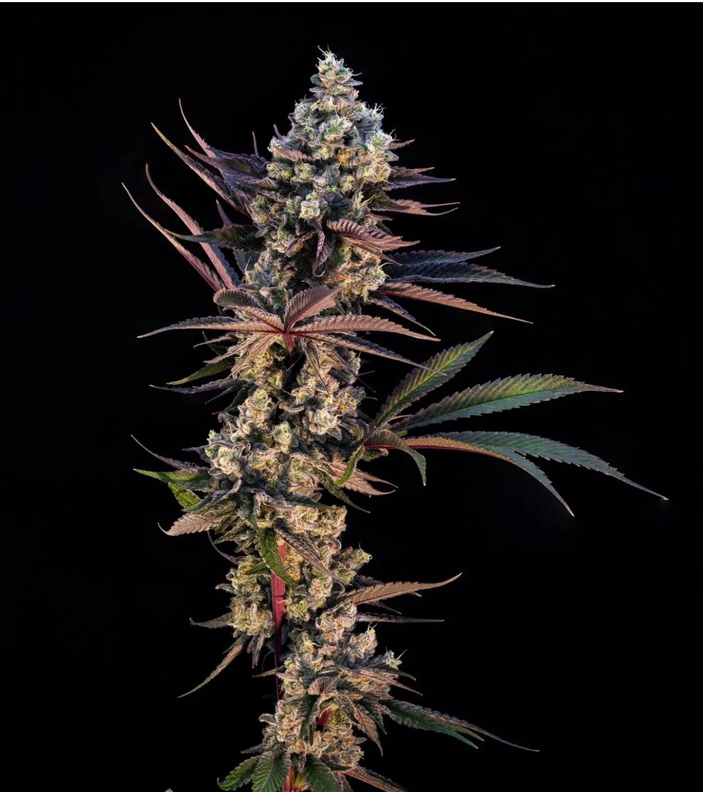 14g SWEETGRASS-Crunch Berries Petites