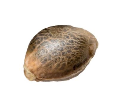 5/pack 34 STREET-OG Kush Feminized Photo Seeds