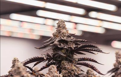 3.5g SWEETGRASS ORGANIC-Limelight Petites | Limited Edition