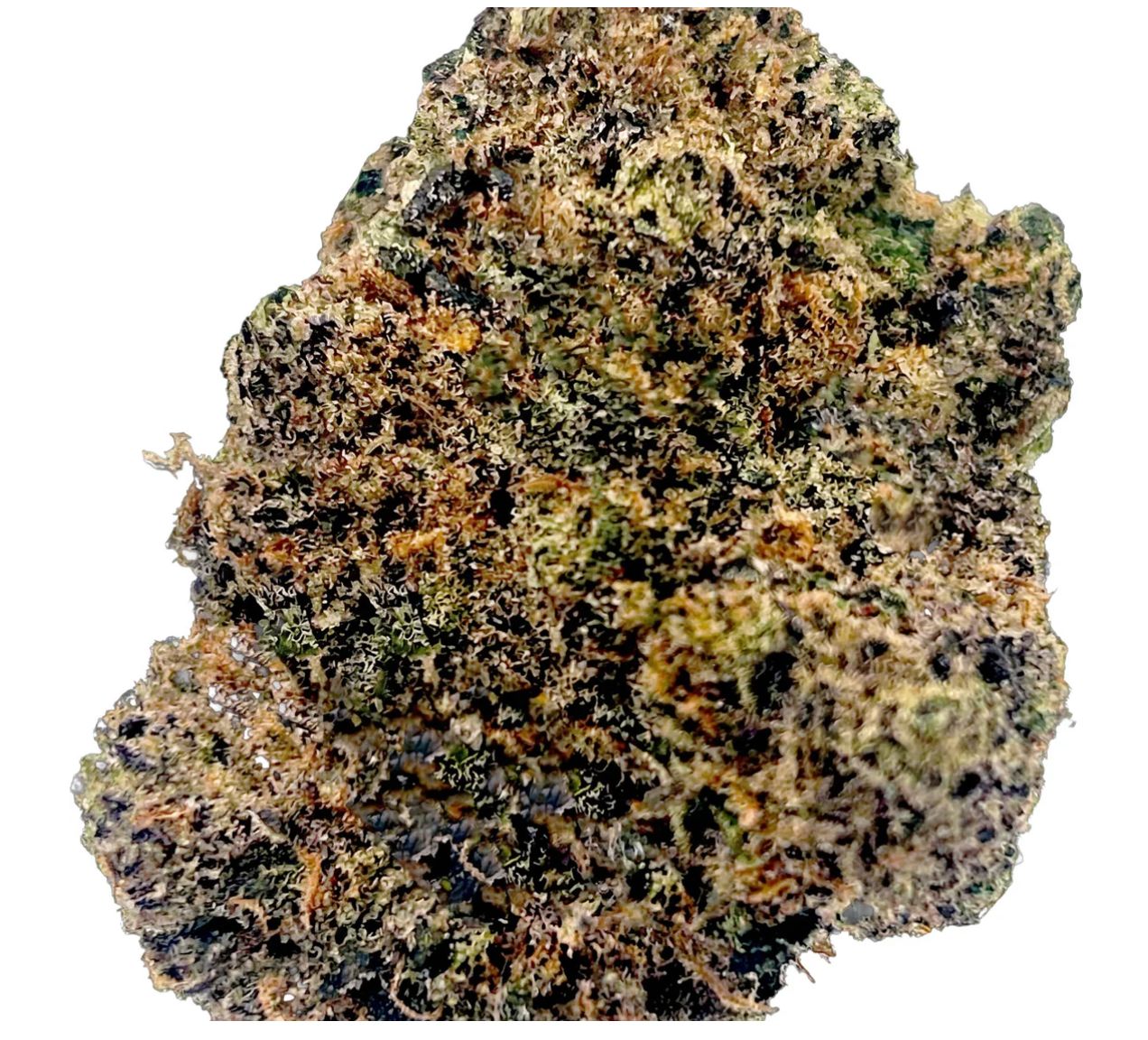 7g POTLUCK-Beaver Tail