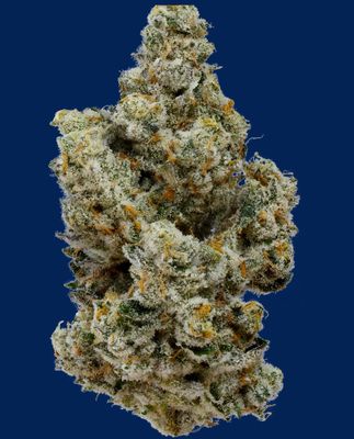 14g KOOTENAY CULTIVAR-Fugu
