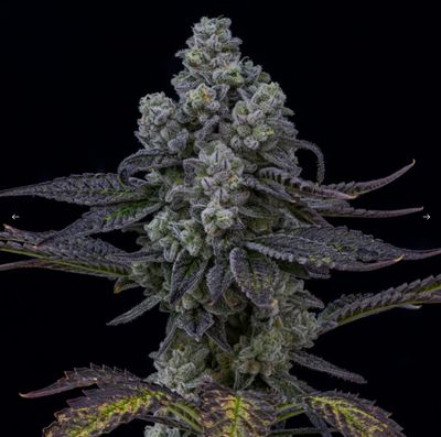 14g KOOTENAY CULTIVAR-FUGU Premium Smalls