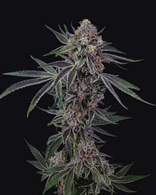 1.5g KOOTENAY CULTIVAR-O.J. Zainbow PR 3x.5g