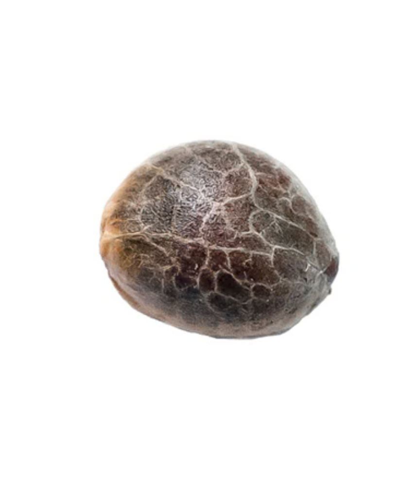 34 STREET SEEDS-Chocholope Seeds 5/pack