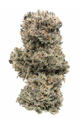 7g 1964-Tropicanna