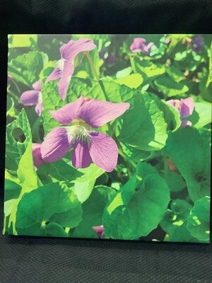 Violets in the Sunlight Picture 12 x 12