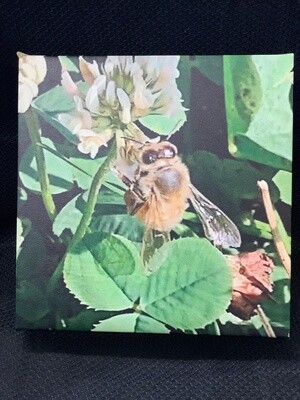 Honey Bee on Clover Canvas Wrap 8 x 8