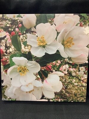 Apple Blossoms Canvas Wrap 12 x 12