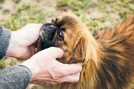 Basic Care for Your Emotional Support Animal: Guide - 2022