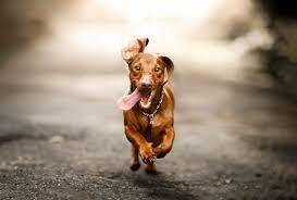 Advantages of ESA Dogs for their Owners Guidelines - 2022