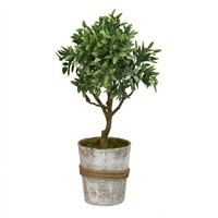 11.5" Thyme plant